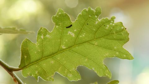 Les chenilles de bombyx disparate percent des petits trous dans le limbe des jeunes feuilles. © Éric Chapin